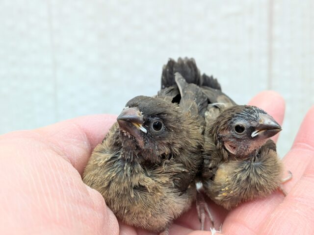 ヨーロッパ十姉妹