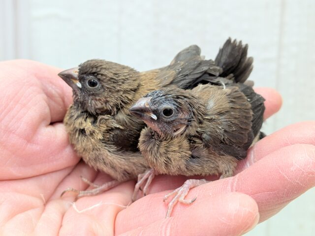 ヨーロッパ十姉妹