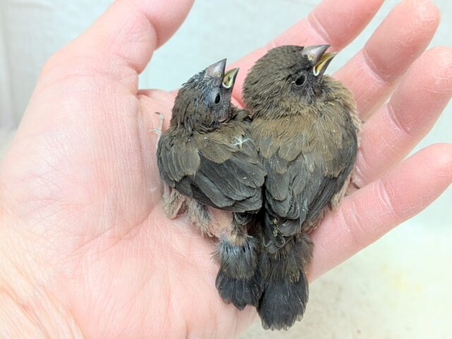 ヨーロッパ十姉妹