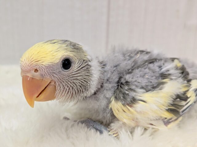 コザクラインコ（小桜インコ）