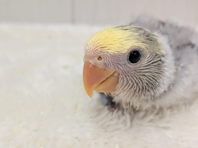 コザクラインコ（小桜インコ）