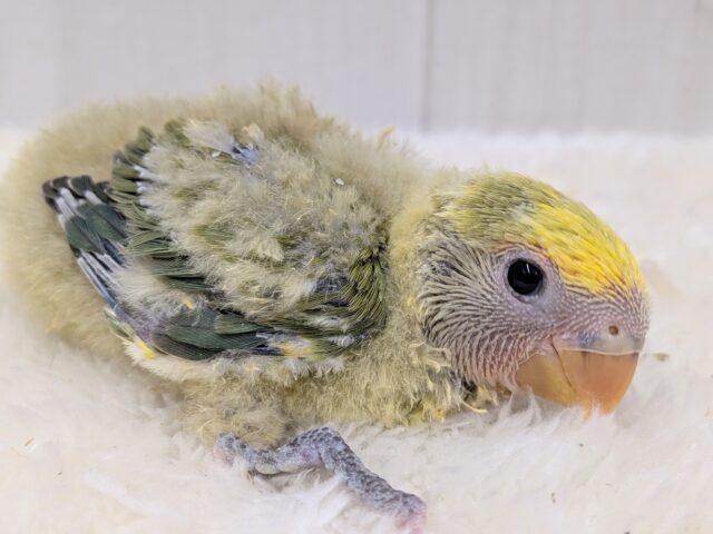 コザクラインコ（小桜インコ）