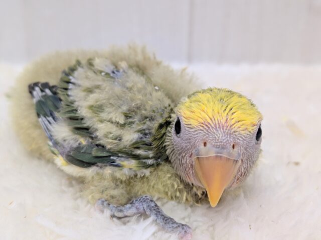 コザクラインコ（小桜インコ）