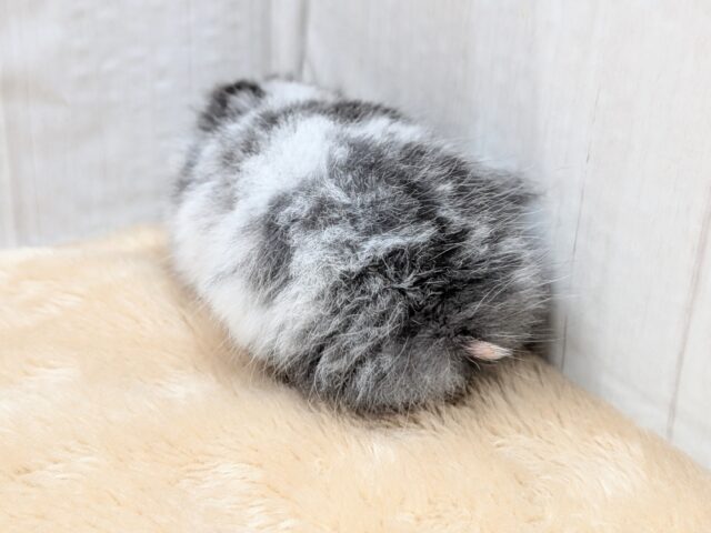 ゴールデンハムスター