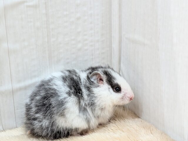 ゴールデンハムスター