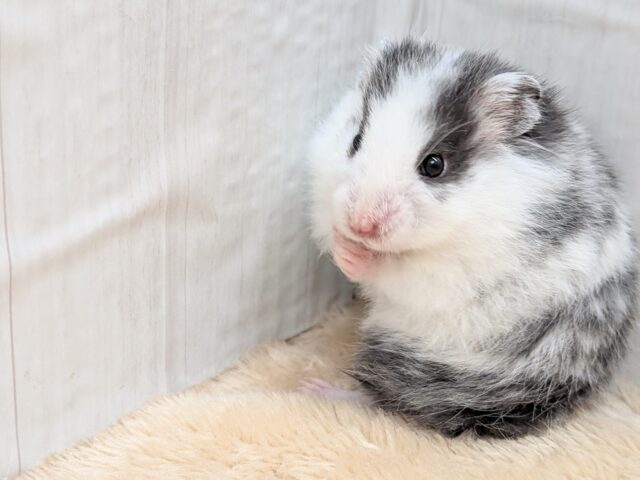 ゴールデンハムスター