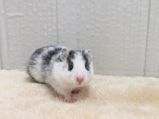 ゴールデンハムスター