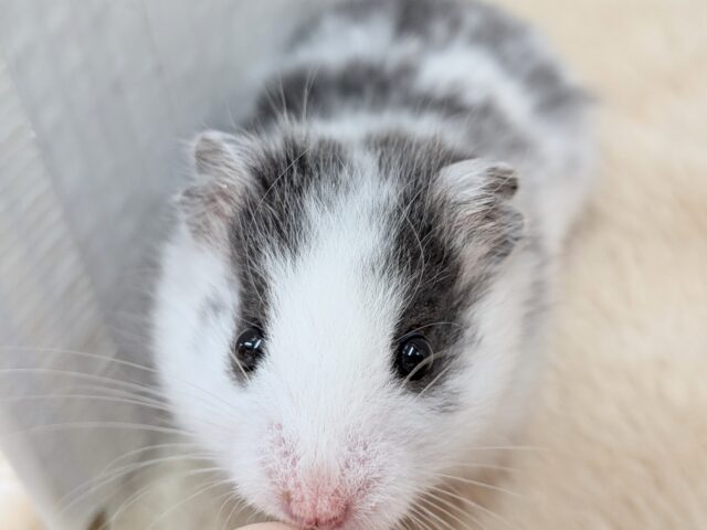 ゴールデンハムスター