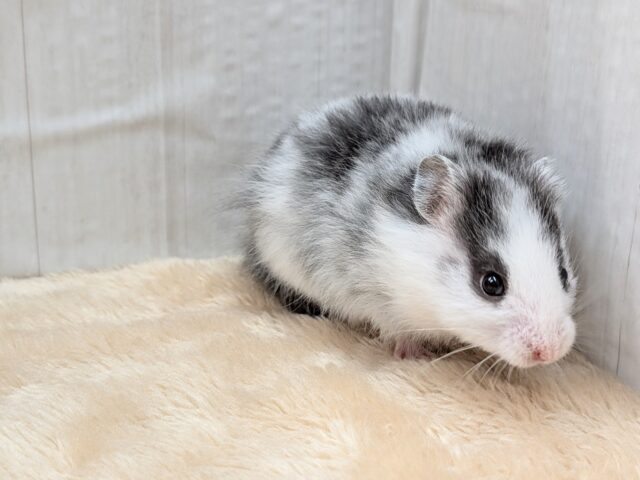 ゴールデンハムスター