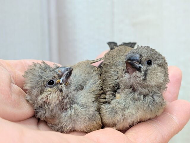 ジャンボキンカチョウ