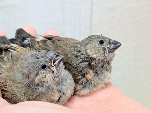 ジャンボキンカチョウ