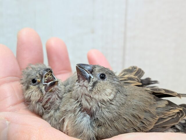 ジャンボキンカチョウ