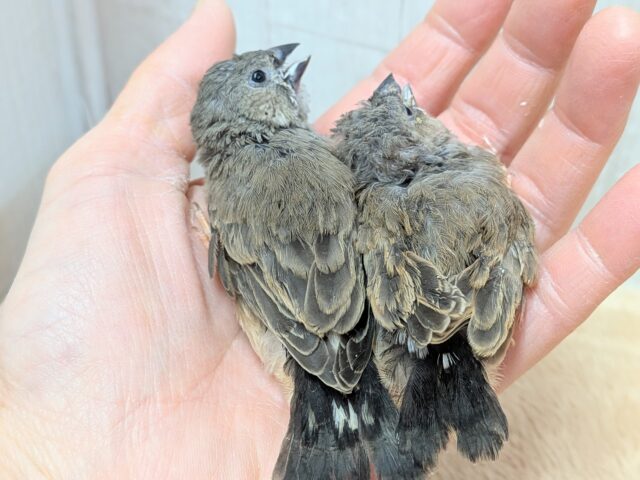 ジャンボキンカチョウ