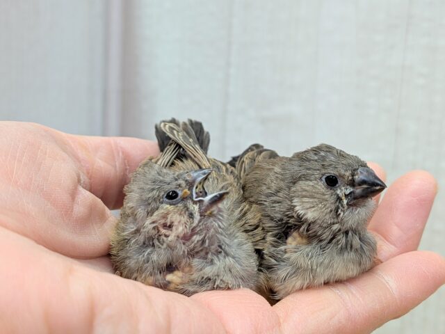 ジャンボキンカチョウ