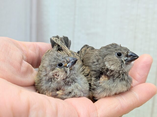 ジャンボキンカチョウ