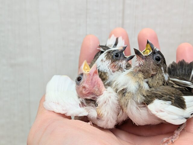 十姉妹（ジュウシマツ）