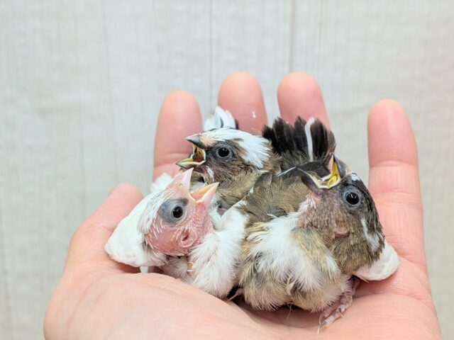 十姉妹（ジュウシマツ）