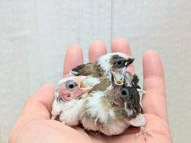 十姉妹（ジュウシマツ）