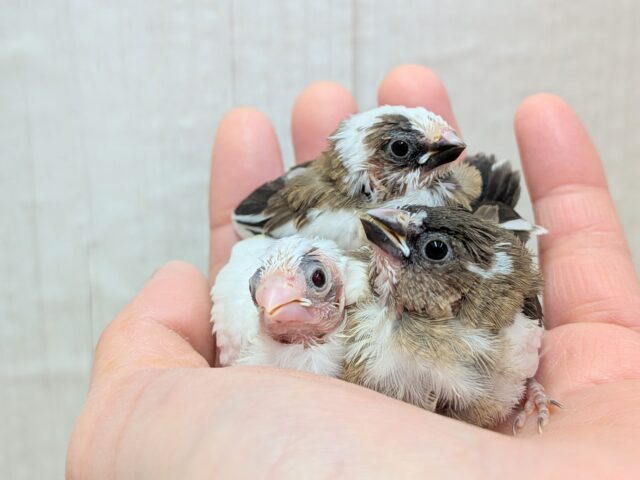 十姉妹（ジュウシマツ）