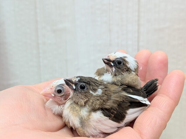 十姉妹（ジュウシマツ）