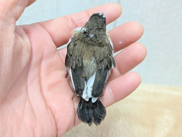 十姉妹（ジュウシマツ）