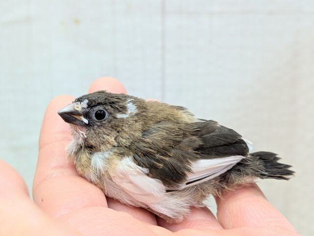 十姉妹（ジュウシマツ）