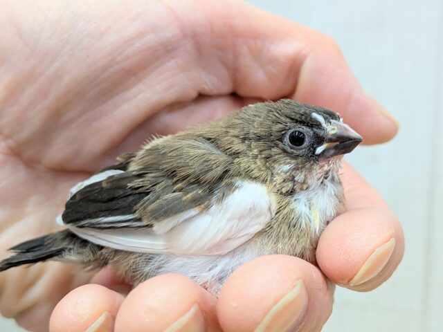 十姉妹（ジュウシマツ）