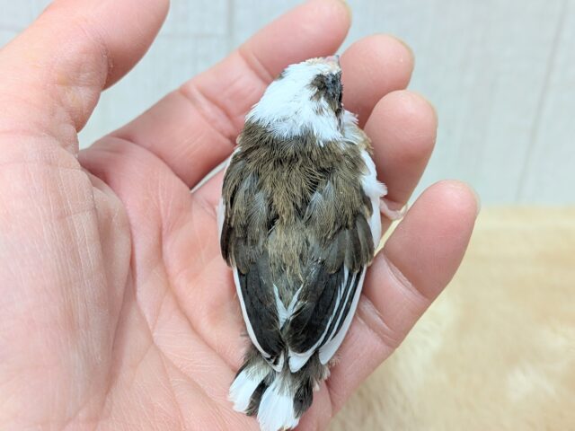 十姉妹（ジュウシマツ）