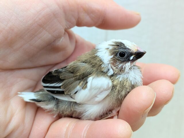 十姉妹（ジュウシマツ）