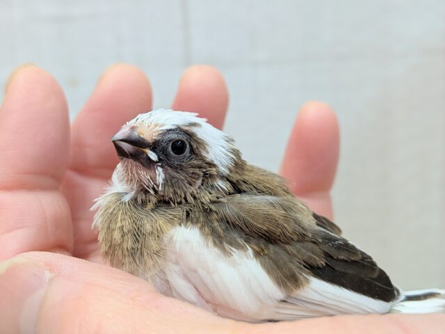 十姉妹（ジュウシマツ）