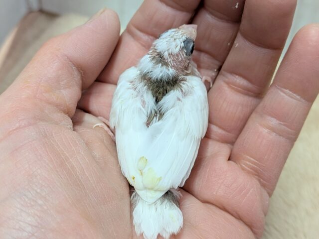 十姉妹（ジュウシマツ）