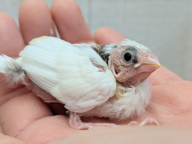 十姉妹（ジュウシマツ）