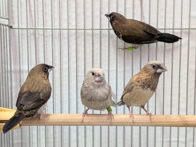 ヨーロッパ十姉妹