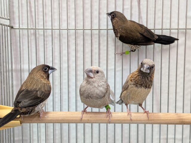 ヨーロッパ十姉妹