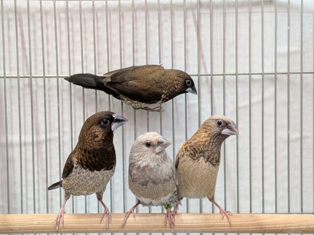 ヨーロッパ十姉妹