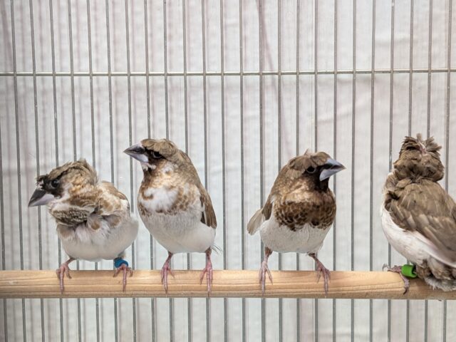 ヨーロッパ十姉妹