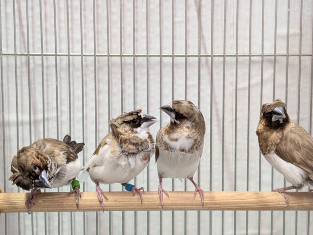 ヨーロッパ十姉妹