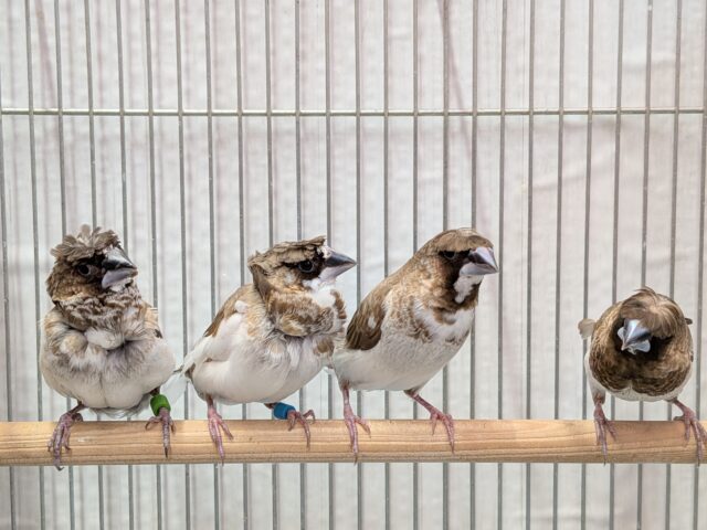 ヨーロッパ十姉妹