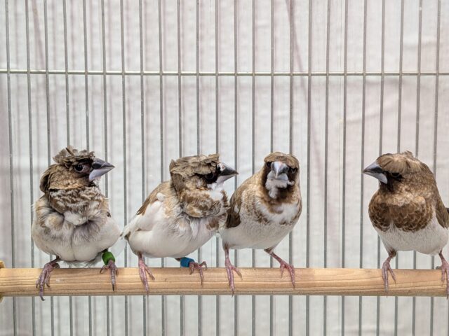 ヨーロッパ十姉妹