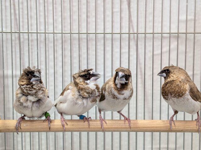 ヨーロッパ十姉妹