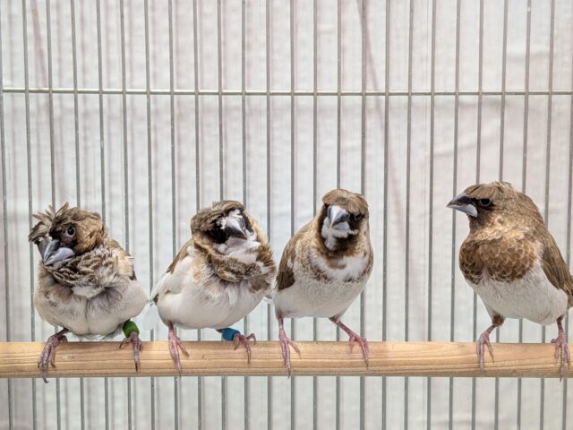 ヨーロッパ十姉妹