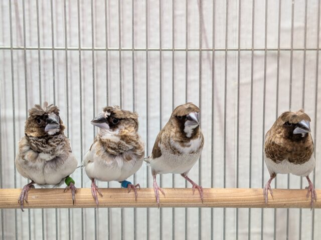 ヨーロッパ十姉妹