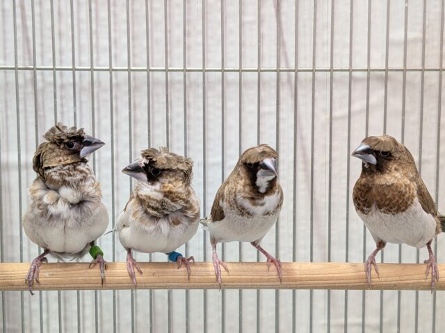 ヨーロッパ十姉妹