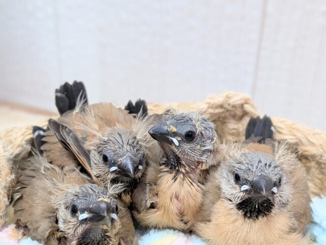 シュバシキンセイチョウ