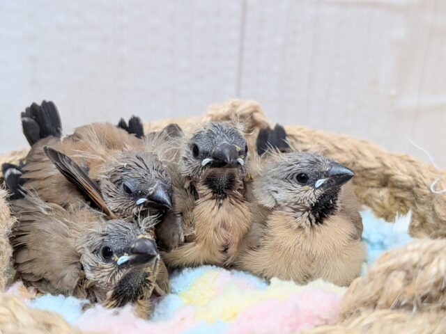 シュバシキンセイチョウ