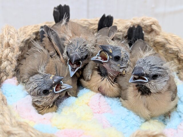 シュバシキンセイチョウ