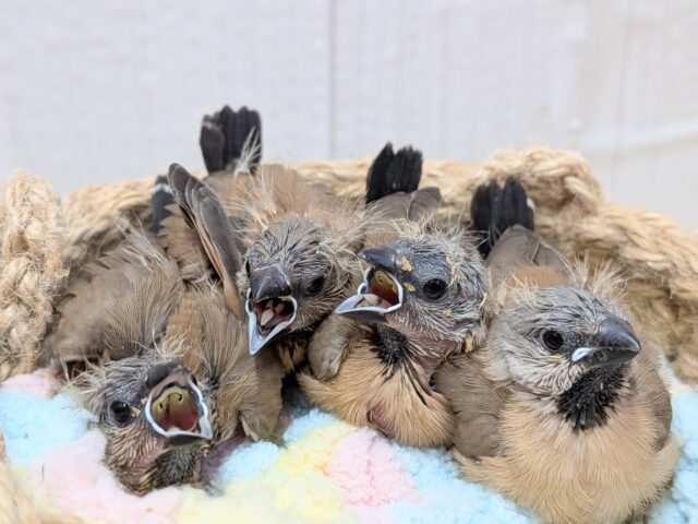 シュバシキンセイチョウ