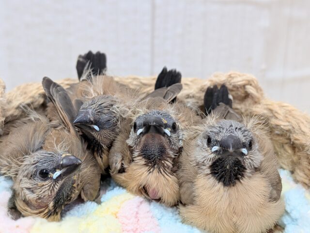 シュバシキンセイチョウ