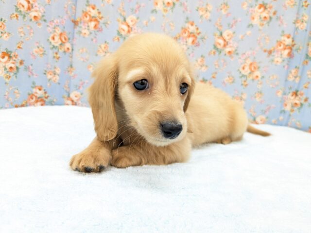 ミニチュアダックス