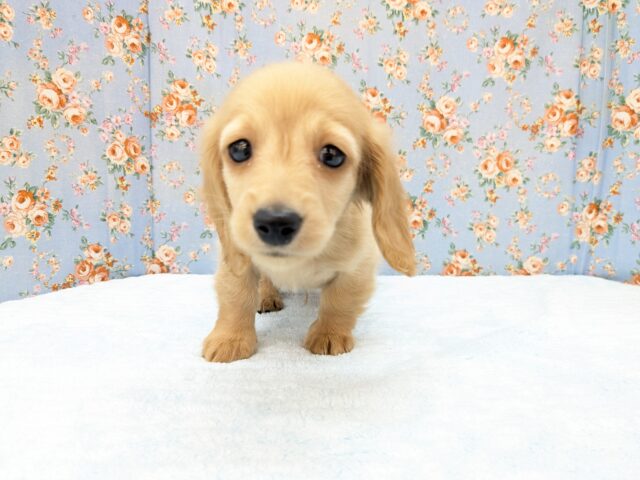 ミニチュアダックス